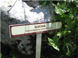 Slečnik.