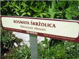 Kosmata škržolica.