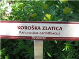 Koroška zlatica.