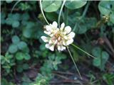 Plazeča detelja-Trifolium repens subsp. repens