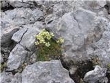 Tega grozdastega -Saxifraga paniculata-sem letos našel na Velikem Špičju.