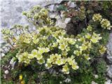 Naprej grem na belo cvetoče kamnokreče-prelep je grozdasti kamnokreč-Saxifraga paniculata.