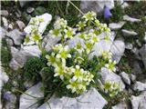 Izbrazdani ali muškatni  kamnokreč-Saxifraga exarata subsp. moschata-prepoznamo po značilnih cvetovih.Pri nas rastejo tri podvrste - muškatni,kranjski in črnoškrlatni.