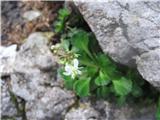 Že zelo zgodaj spomladi pa bomo ob gozdnih poteh na poti v sredogorje opatili klinolistni kamnokreč-saxifraga cuneifolia.