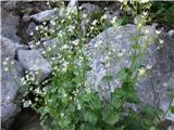 Okroglolistni kamnokreč-Saxifraga rotundifolia.Ta raste na tleh.Rad ima vlago in senco,pogost je tudi ob gorskih izvirčkih.