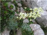 Skorjasti kamnokreč-Saxifraga crustata.