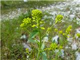 navadna barbica (Barbatea vulgaria)