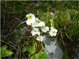 alpska mastnica