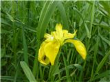 vodna perunika (Iris pseudacorus), značilna za Cerkniško jezero