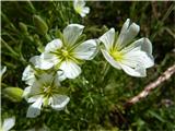 lasasta črvinka (Minuartia capillacea)- klinčnice