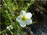 lasasta črvinka (Minuartia capillacea)- klinčnice