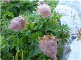 plazeča sretena (geum reptans), že odcvetela