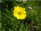 gorska sretena (geum montanum)