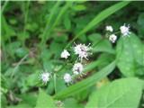 Navadni ženikelj-Sanicula europaea-kobulnica-Apiaceae.Rasel v gozdu na poti na Štefano goro.