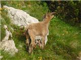 Mladi kozorog... 8.7.2011... vzpon na Triglav...