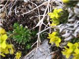 Vednozelena gladnica-draba aizoides-križnice. Lani na to rožo nisem naletel. Ima liste rozetaste kot kamnokreči . Cvet ima samo štiri cvetne liste.