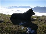 Pes brez lastnika, zadaj Kamniške in Savinjske Alpe.